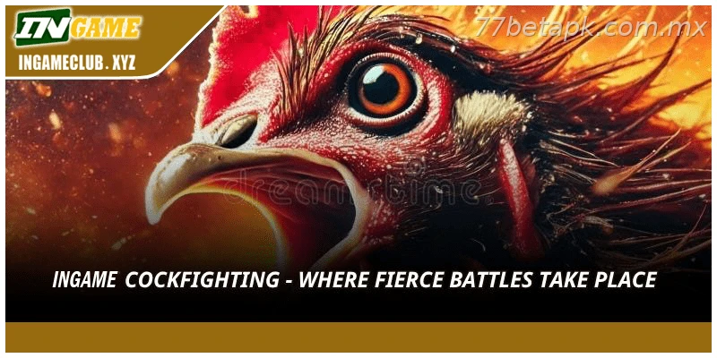 Live Cockfighting Action